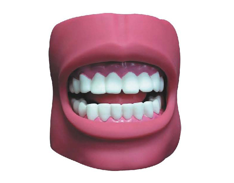 HM/K4 Dental Care Model(with Cheek)