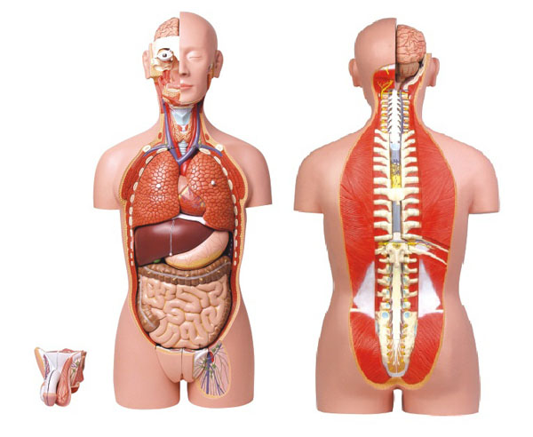 HM/10003A Dual-Sex Torso-27 parts