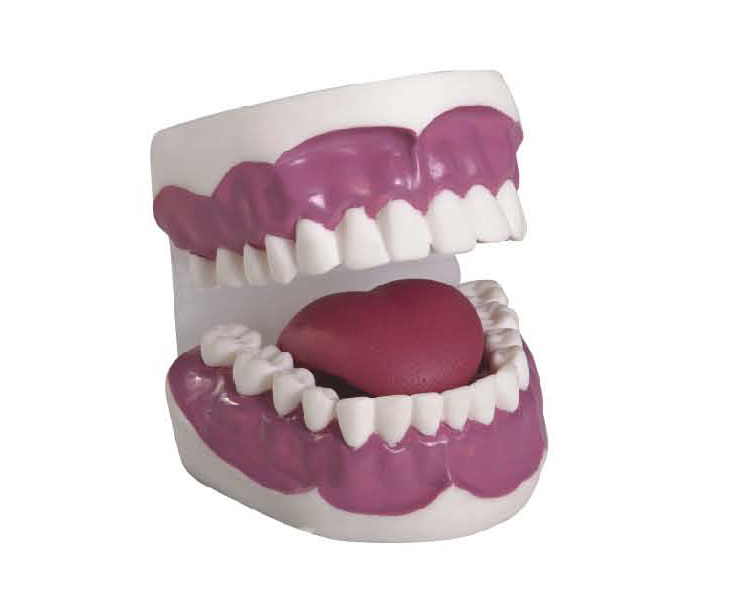 HM/K2 Dental Care Model(28pcs)